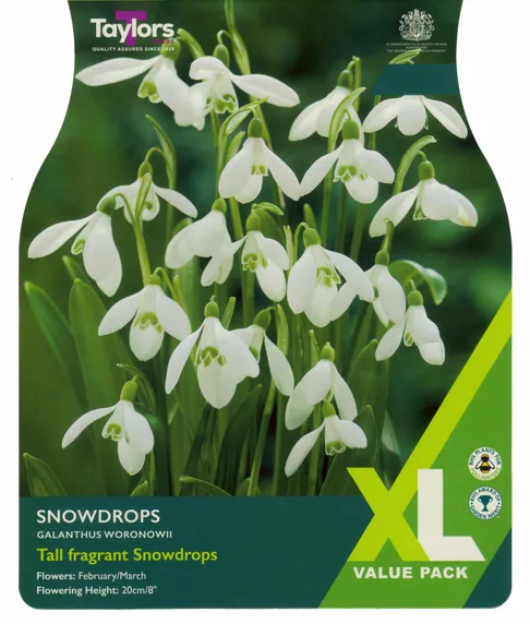 Snowdrops