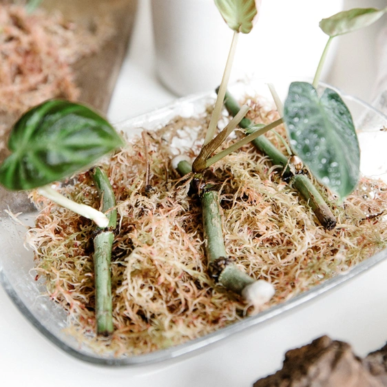 Soil Ninja Sphagnum Moss 5L - image 2