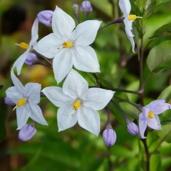 Solanum jasminoides 'Bleu'