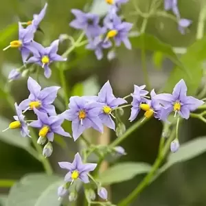 Solanum crispum 'Glasnevin'