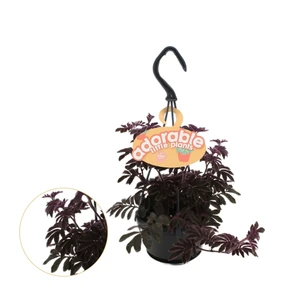 Solanum uleanum