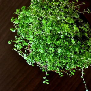 Soleirolia soleirolii