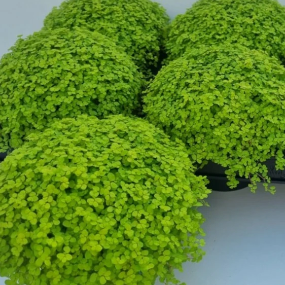 Soleirolia soleirolii 'Aurea'