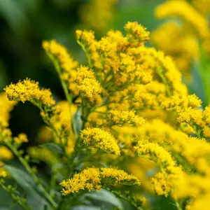 Solidago 'Crown of Rays'