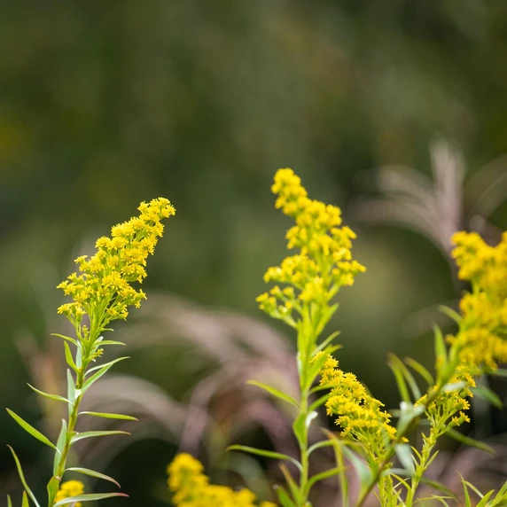 Solidago sphacelata 'Golden Fleece' 1L