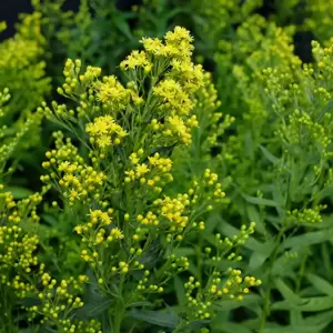 Solidago 'Goldkind'