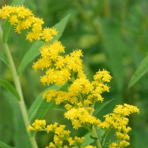Image Credit: Bridge Nursery