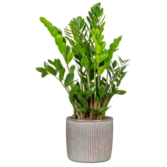 Solido Seashell Pot Ø21cm - image 2