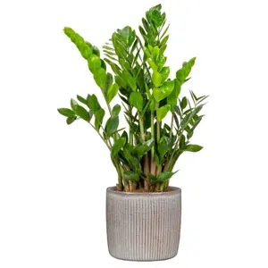 Solido Seashell Pot Ø21cm - image 2