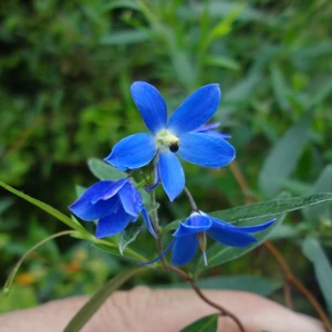 Sollya heterophylla 'Ultra Blue'