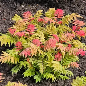 Sorbaria sorbifolia 'Crimson Feathers' - image 2