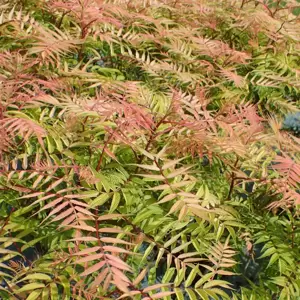 Sorbaria sorbifolia 'Sem' 3L - image 4