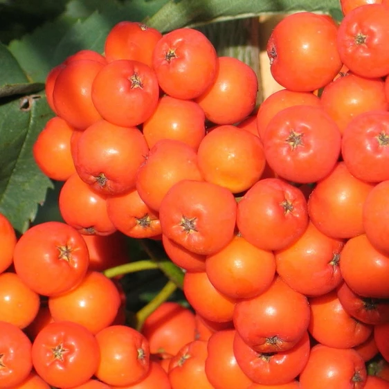 Sorbus aucuparia 12L