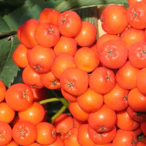 Sorbus aucuparia 12L