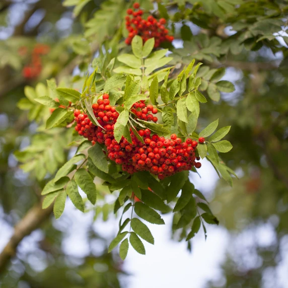 Sorbus aucuparia 'Cardinal Royal'