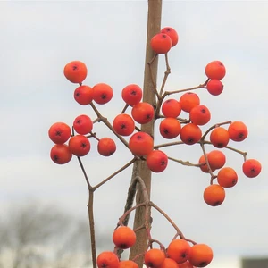 Picture credit - Yorkshire Plants