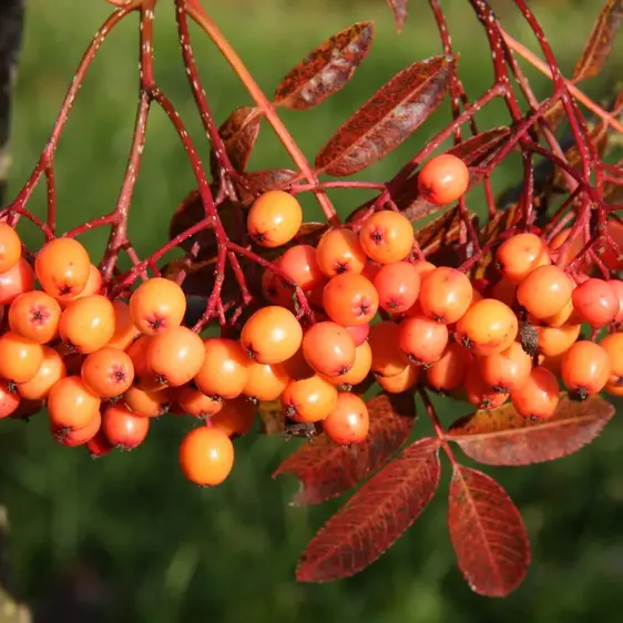 Sorbus aucuparia 'Sheerwater Seedling' 45L
