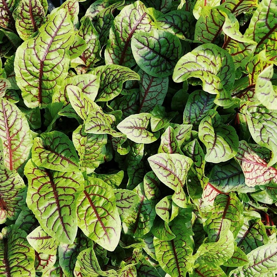 Sorrel 'Red Lava' 9cm