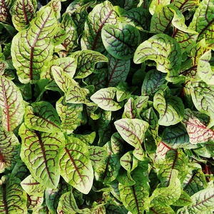 Sorrel 'Red Lava' 9cm