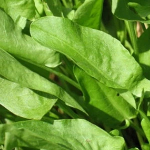 Sorrel 'Volare'