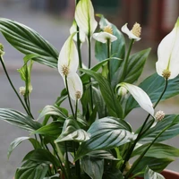 Spathiphyllum