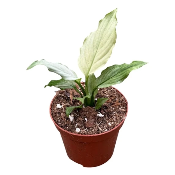 Spathiphyllum 'Blue Ice' 8cm - image 1