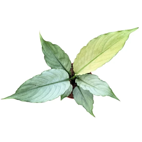 Spathiphyllum 'Blue Ice' 8cm - image 2