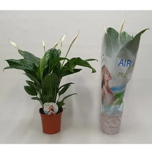 Spathiphyllum 'Catalina'