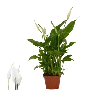 Spathiphyllum 'Chopin' - image 1