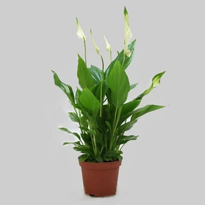 Spathiphyllum 'Chopin'