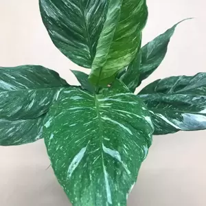 Spathiphyllum 'Diamond Variegata' 17cm - image 2