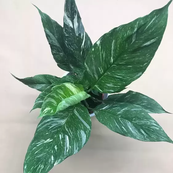 Spathiphyllum 'Diamond Variegata' 12cm - image 1