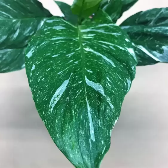 Spathiphyllum 'Diamond Variegata' 12cm - image 3