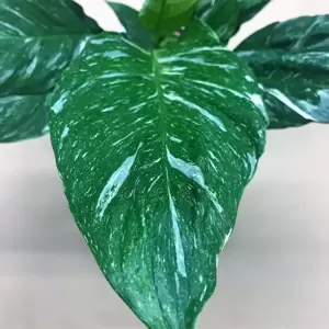 Spathiphyllum 'Diamond Variegata' 12cm - image 3
