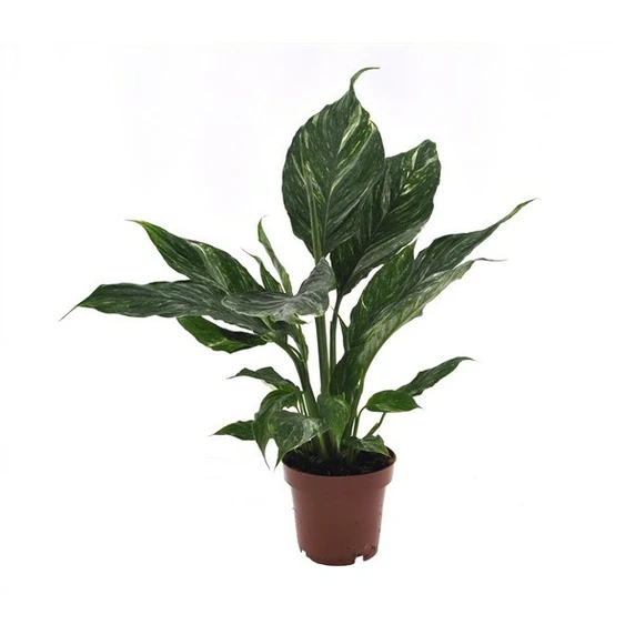 Spathiphyllum 'Diamond Variegata' 14cm - image 4