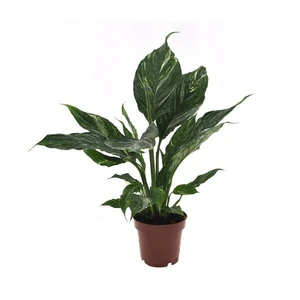 Spathiphyllum 'Diamond Variegata' 14cm - image 4