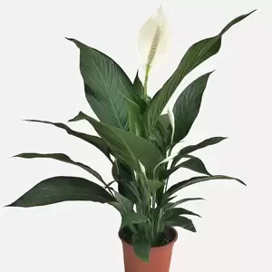 Spathiphyllum 'Largo'