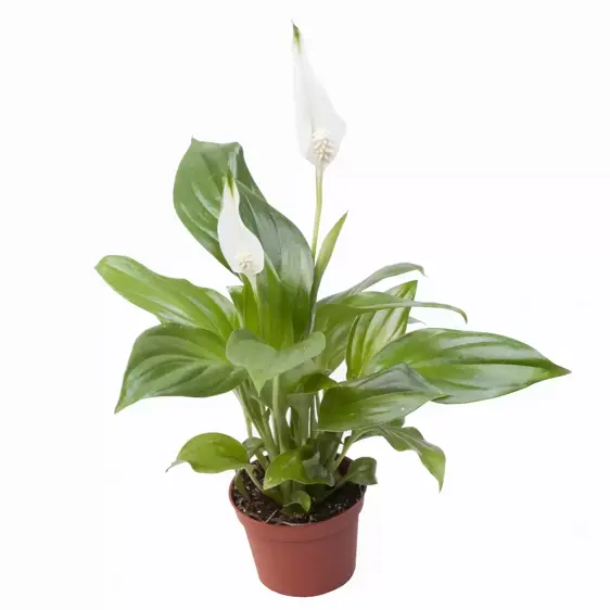 Spathiphyllum 'Pearl' 7cm - image 1