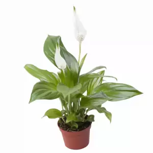 Spathiphyllum 'Pearl'