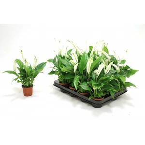 Spathiphyllum 'Pearl Cupido' - image 2