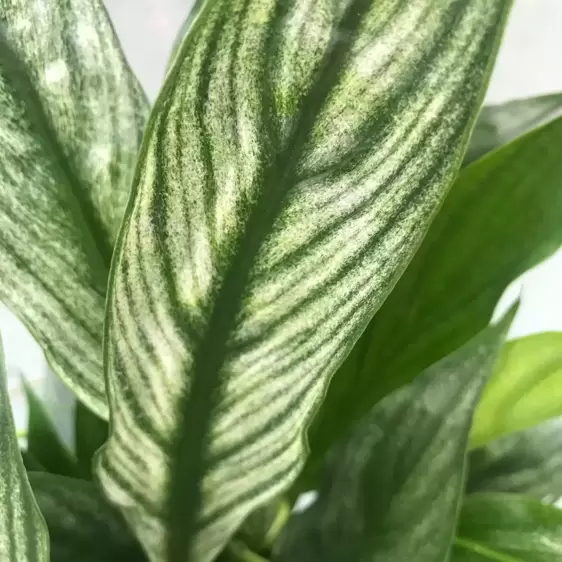 Spathiphyllum 'Silver Cupido' 17cm - image 1