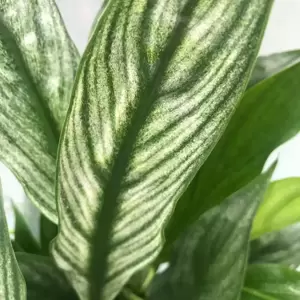 Spathiphyllum 'Silver Cupido' 17cm - image 1