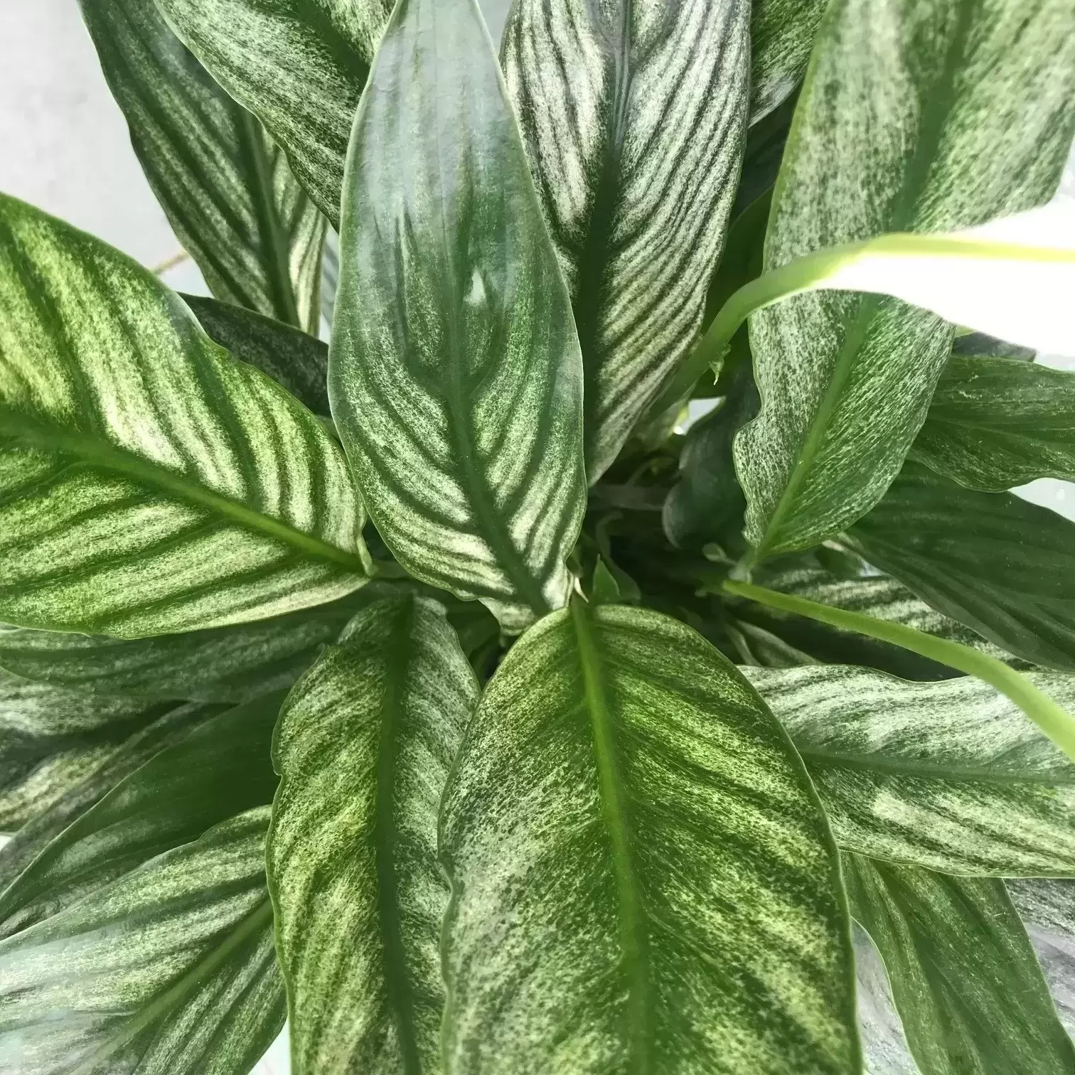 Fleur de lune Spathiphyllum 'Silver Cupido' Blanc