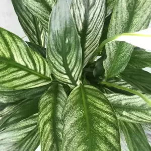 Spathiphyllum 'Silver Cupido' 17cm - image 2