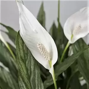 Spathiphyllum 'Silver Cupido' 17cm - image 4