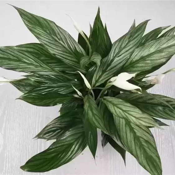 Spathiphyllum 'Silver Cupido' 17cm - image 3