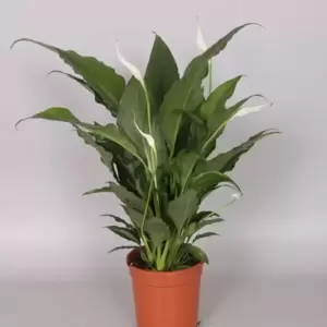 Spathiphyllum 'Sweet Chico'