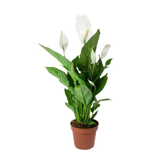 Spathiphyllum 'Sweet Chico'