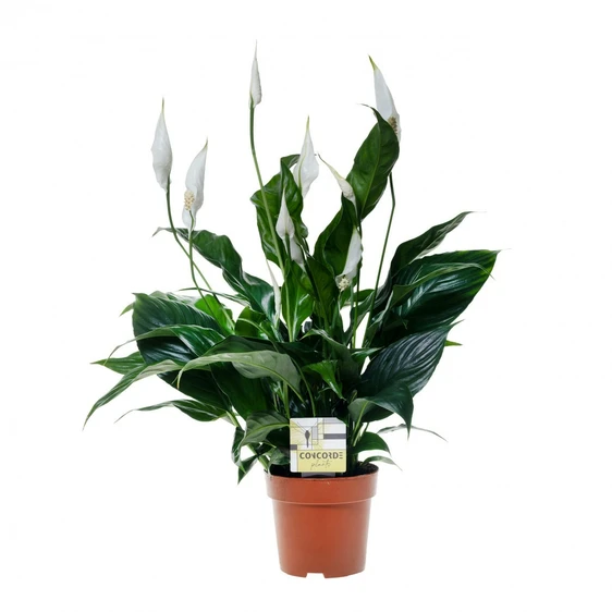 Spathiphyllum 'Sweet Curiosa'