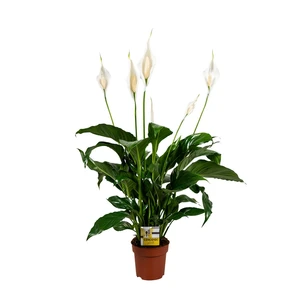 Spathiphyllum 'Sweet Mario'